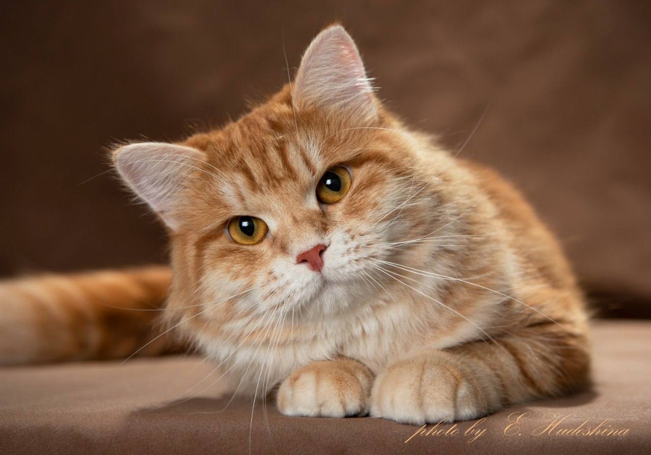 Fierce fluff Firefly*BE
