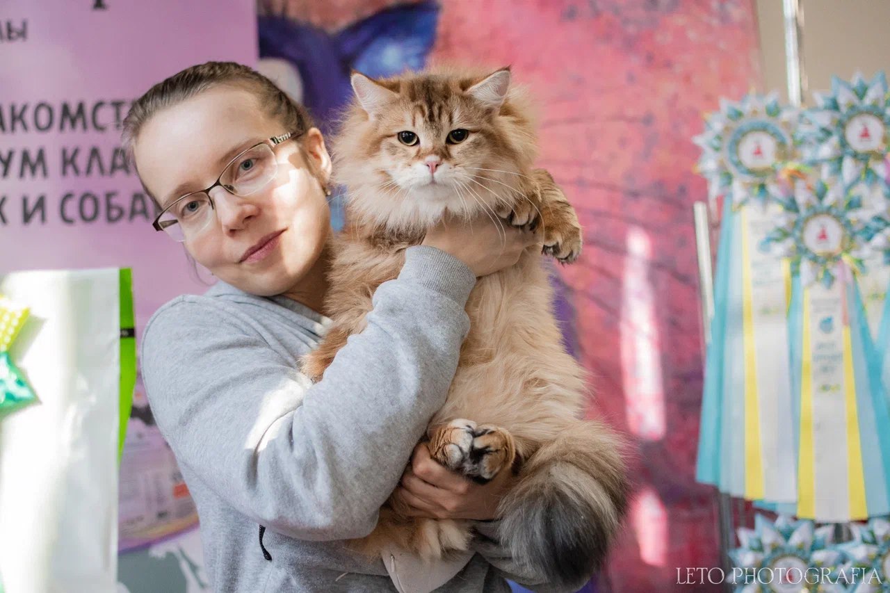 Екатерина с сибирским котом Vivalavita*RU на выставке